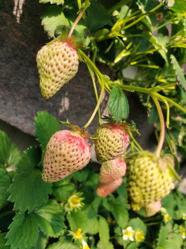 幼苗與園林苗木 農林牧漁的生態之美與攝影素材應用