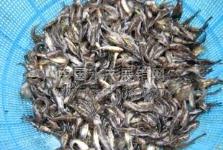 眉山農林牧漁發展現狀與前景