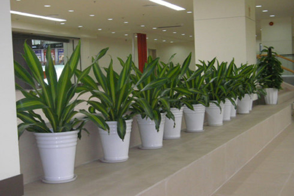 成都綠植租賃公司最新排名及養(yǎng)護服務(wù)全解析