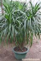 上海康馨園林綠化 龍血樹租賃價格、圖片、詳情及養(yǎng)護服務(wù)