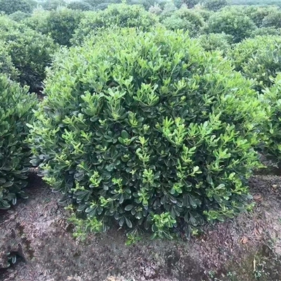 綠化養(yǎng)護服務(wù) 提升您的園林景觀品質(zhì)